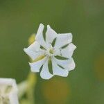 Silene secundiflora Flor