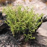 Adesmia horrida Vekstform