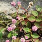 Persicaria capitata Blüte