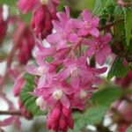 Ribes sanguineum Flower