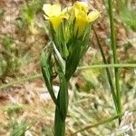 Linum strictum 花