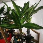 Dracaena fragransLeaf