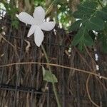 Jasminum grandiflorum Leaf