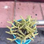 Rhipsalis cereuscula Corteza
