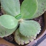 Kalanchoe marmorata Листок