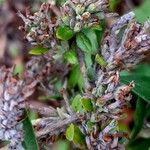 Buddleja alternifolia Fruto