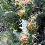 Opuntia littoralis പുഷ്പം