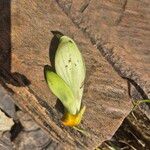 Mucuna pruriens Flower