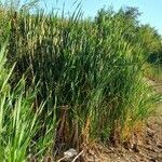 Typha latifolia Alkat (teljes növény)