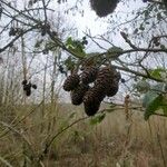 Alnus rubra Fruit