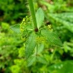 Cruciata laevipes Leaf