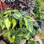 Philodendron cordatum Yaprak
