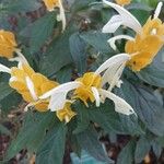 Pachystachys lutea 花