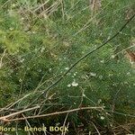 Asparagus umbellatus Habit