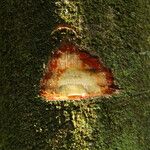 Grossera paniculata Bark