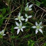 Ornithogalum armeniacum花