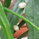 Rhipsalis micrantha Fruit