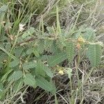 Chamaecrista fallacina Leaf