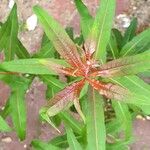 Epilobium angustifoliumЛіст