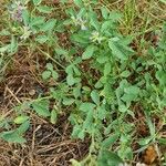 Medicago sativaبرگ