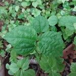 Pilea pumila Blad