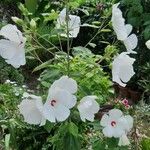 Hibiscus moscheutosFiore