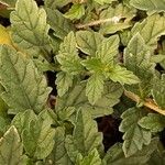 Verbena peruviana Leaf