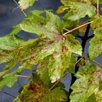 Acer pseudoplatanus Leht