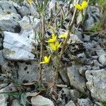 Lactuca viminea Plante entière