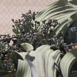 Welwitschia mirabilis Blatt