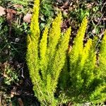 Erica lusitanica Blad