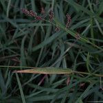 Echinochloa colonum Hábito