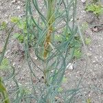 Asphodeline lutea Leaf