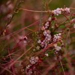 Cuscuta epithymum Blomst