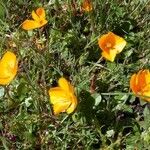 Eschscholzia lobbii Hàbitat