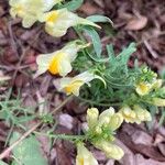 Linaria supina花