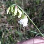Lathyrus pannonicus Květ