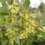 Searsia natalensis Fruit