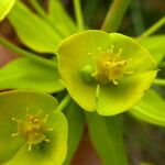 Euphorbia biumbellata Fleur