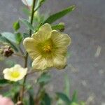 Sida rhombifolia Flower