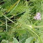 Achillea roseo-alba Φύλλο