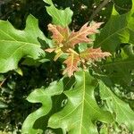 Quercus buckleyi 葉