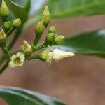 Voacanga africana Blomma