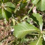 Cussonia arborea Leaf