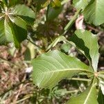 Cussonia arborea Leaf