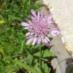 Knautia integrifolia Other