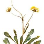 Crepis alpestris Leaf