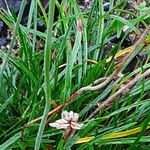 Armeria maritima List