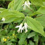 Prosartes hookeri Flower