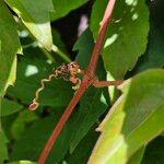 Parthenocissus inserta 樹皮